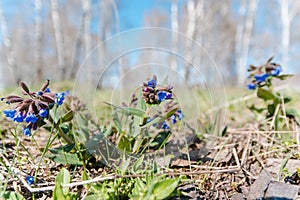 The medunitsa is blue. glade of flowers. spring flowers.
