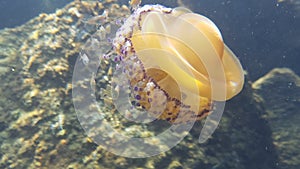 Medusa Cassiopea mediterranea caught underwater