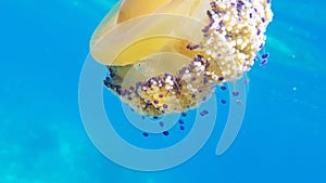 Medusa Cassiopea mediterranea caught underwater photo