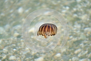 Medusa on the coast of the Aegean Sea