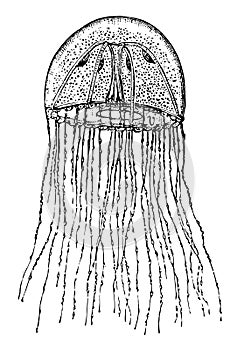 Medusa of a Hydroid, vintage illustration