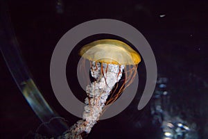 Medusa jellyfish floating and swimming