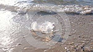 Medusa jellyfish on the sandy beach in the waves.