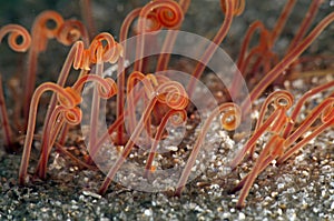 Medusa (sea worm) photo