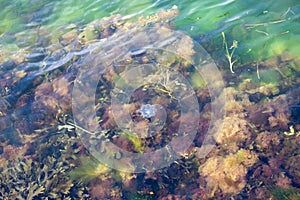 Medusa on a west coast of Sweden