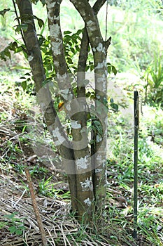 Meegan karapincha, Clausena indica, The identified species are Murraya koenigii karapincha, Micromelum minutum wal karapincha