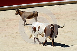 Meek and rude heifer in a bullring. photo