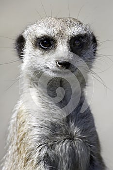 Meercat photo