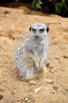 Meercat photo