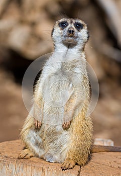 Meercat photo