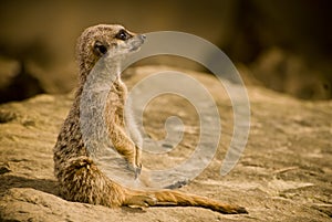 Meercat photo