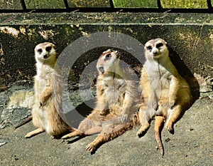 Meercat photo