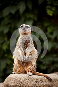 Meercat