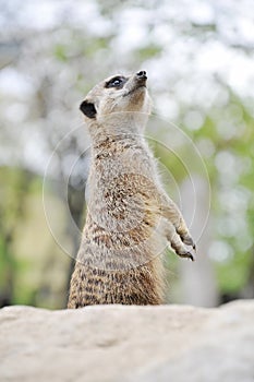 Meercat