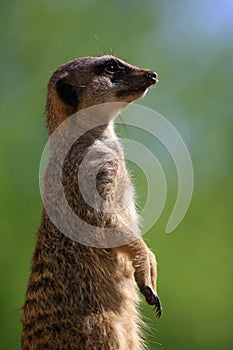 Meercat