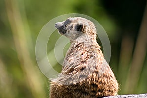 Meercat