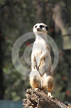 Meercat Alert photo