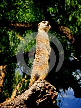 Meercat photo