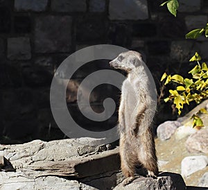 Meercat At Attention In Enclosure