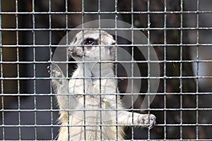 Meercat in cage