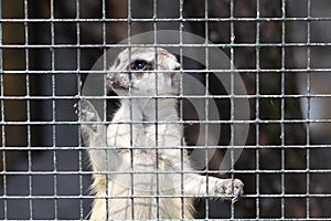 Meercat in cage photo