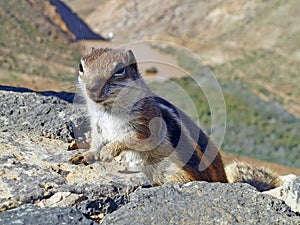 Meercat climbing up a rock