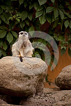 Meercat photo