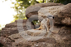 Meercat photo