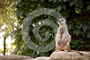 Meercat photo