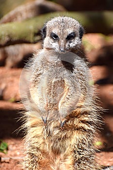 Meercat, an desert dweller from Southern Africa