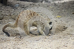 Meercat dig the hole photo