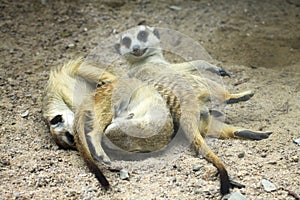 Meercat enjoy photo