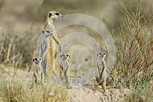 Meercat family on the lookout