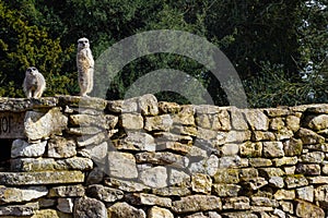 Meercat with funny expression standing on a wall and looking at camera