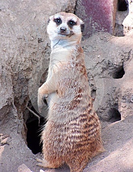 Meercat goodbye