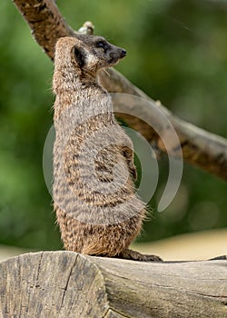 Meercat on guard.