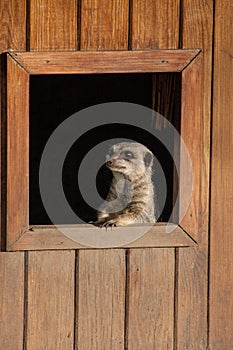 Meercat looking through window Chester Zoo