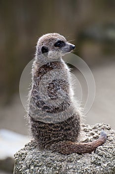 Meercat on lookout