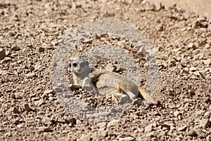A meercat photo