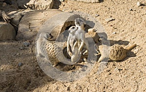 Meercat meerkat animals in zoo photo