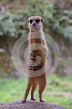 Meercat Meerkat