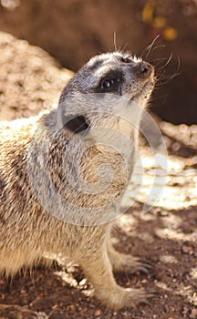 Meercat Meerkat face shot