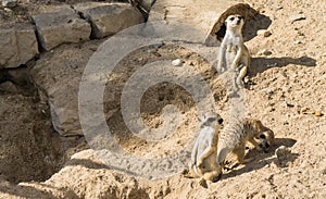 Meercat meerkat mammal wildlife looking animals