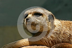 Meercat portrait photo