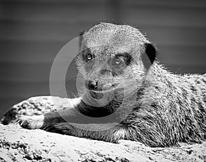 Meercat portrait