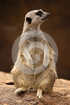 Meercat profile