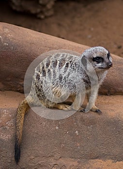 Meercat on Rock photo