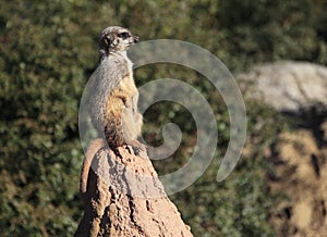 Meercat on a rock photo