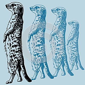 Meercat Sketch photo