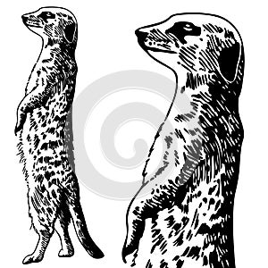 Meercat Sketch - black and white photo